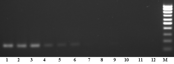 Результат амплификации 1000 копий (1–3), 100 копий (4–6), 10 копий (7–9) и 1 копии (10–12) плазмиды pGEM-msp4 (M – маркер молекулярного веса MWM-100RL)